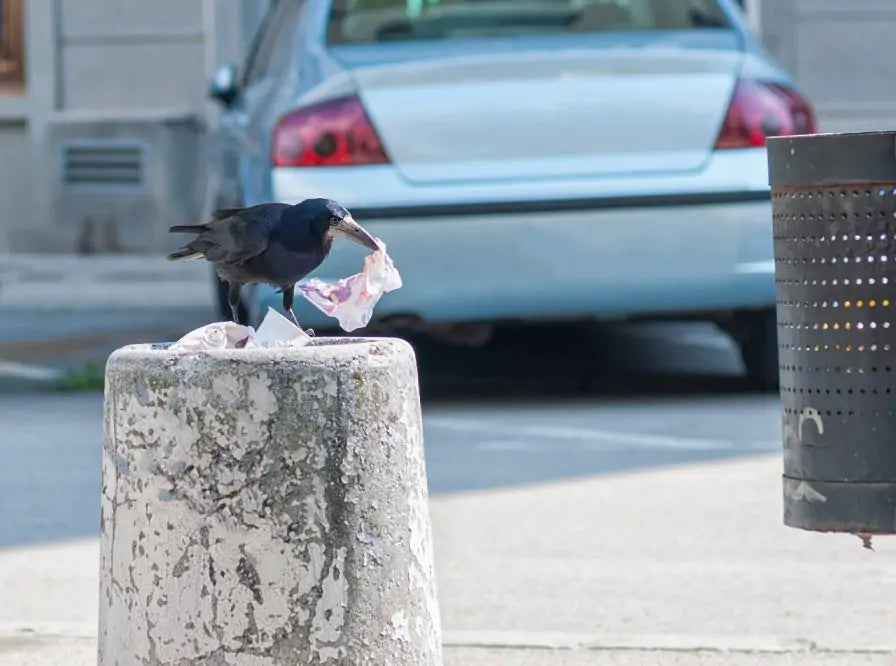 Is It a Bird, Is It a Plane? Well, It's a Crow Picking Up Litter